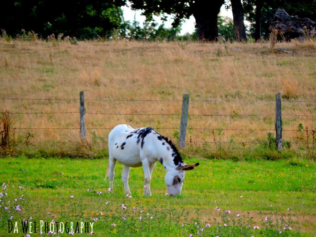 Gite Le Bourgneuf Fresnay-sur-Sarthe Esterno foto