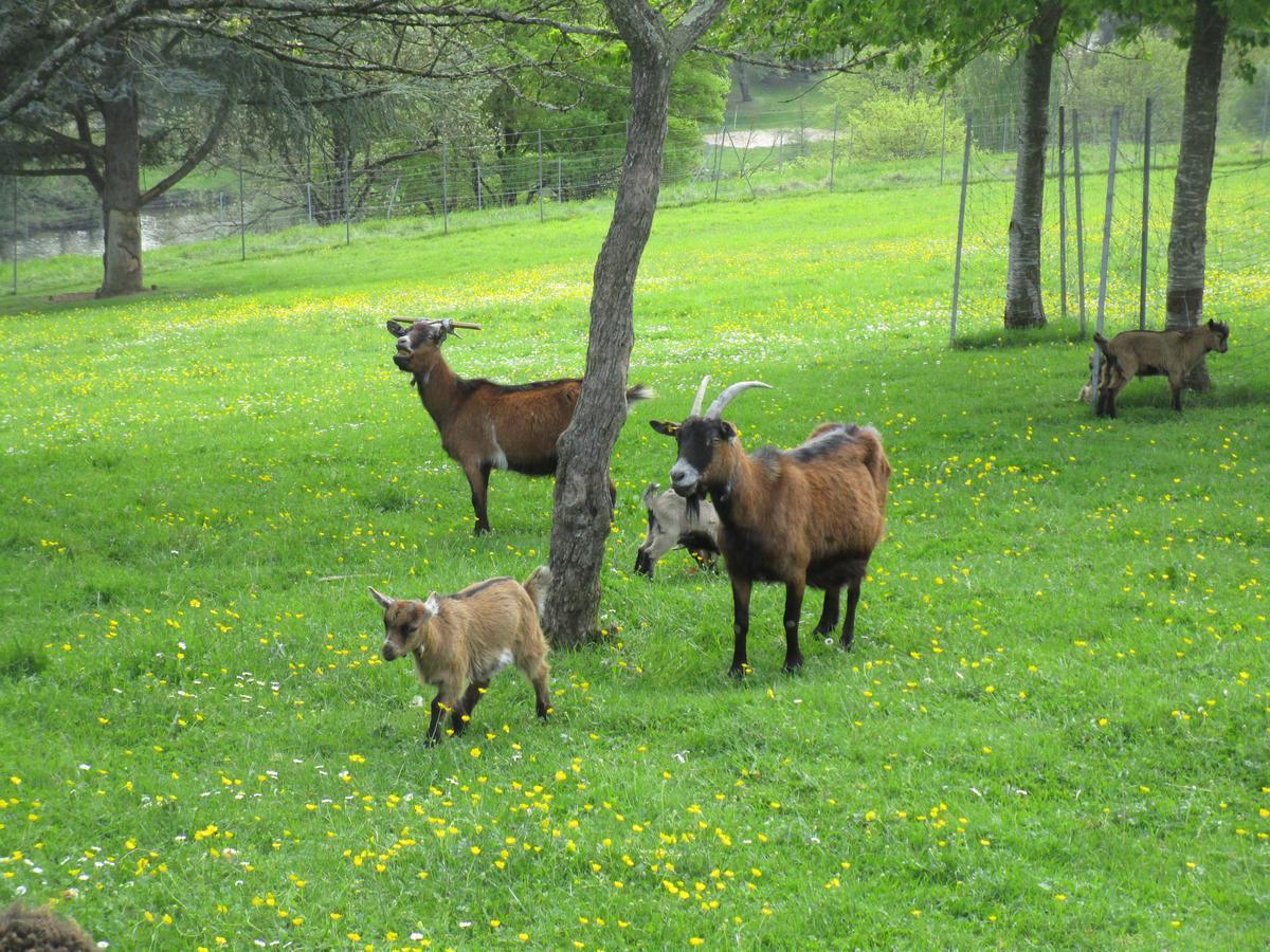 Gite Le Bourgneuf Fresnay-sur-Sarthe Esterno foto